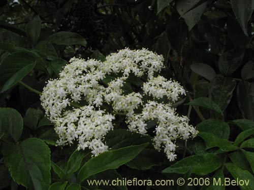 Imágen de Sambucus nigra (Sauco). Haga un clic para aumentar parte de imágen.